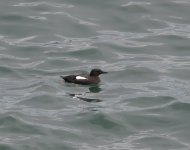 Black Guillemot_Cove Bay_060621a.jpg