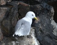 Kittiwake_Cove Bay_060621b.jpg