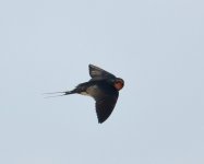 Swallow_Girdle Ness_040621a.jpg