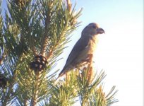 very large-billed crossbill.jpg