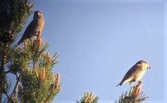 Crossbills Large3.jpg