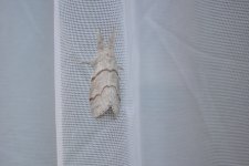 moth (1).JPG