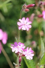 Silene dioca (Red Campion)  03 (small).jpg