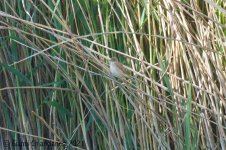 Reed-warbler.jpg