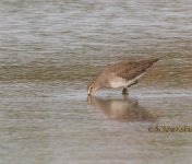 Dowitcher q P1180142.jpg