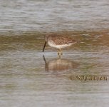 Dowitcher q P1180140.jpg