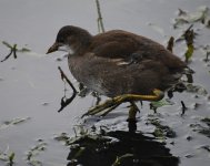 Moorhen_Girdle Ness_080621a.jpg