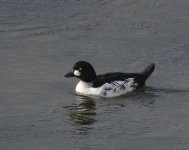 Goldeneye_Girdle Ness_090621a.jpg