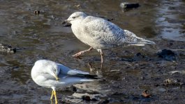 Iceland Gull.jpg