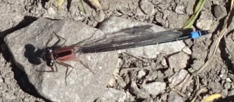 Immature Female Blue-tailed.JPG