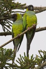 nanday parakeets.jpg