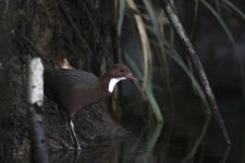 White-throated Rail (6 of 8).jpg