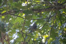 Tufted Titmouse On Branch.jpg