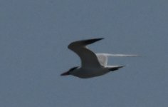 Tern_DSC_7685.jpg