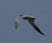 Tern_DSC_7687.jpg