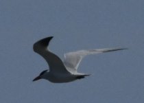 Tern_DSC_7688.jpg