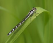 Common Blue Damsel_Girdle Ness_130621a.jpg