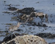 Curlew_Girdle Ness_130621a.jpg