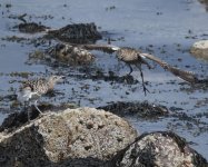 Curlew_Girdle Ness_130621b.jpg