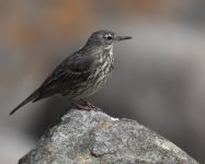 Rock Pipit_Girdle Ness_130621a.jpg