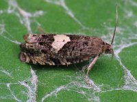 Tortrix, Kingmoor Nature Reserve, 15 June 21.jpg