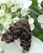 Moth For ID.JPG