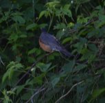 fat robin one farm 200621.jpg