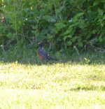 fat robin three farm 200621.jpg