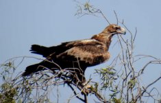 BF Wed-tailed Eagle perched close thread.jpg