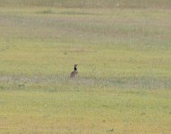 L Bustard June 21.jpg