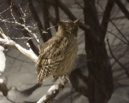 blak fish owl on perch.JPG