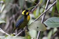 gold ringed tanager.JPG