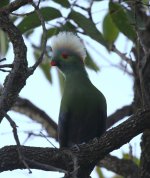 prince ruspolis turaco.JPG