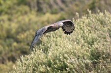 Honey-Buzzard-(247)-fbook.jpg