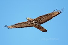 Honey-Buzzard-(401)-fbook.jpg