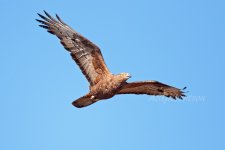 Honey-Buzzard-(406)-fbook.jpg