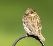IMG_3592-1-sparrow.jpg