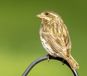 IMG_3594-1=sparrow.jpg