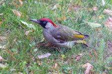 green_woodpecker_picus_viridis_0 (1)2.jpg