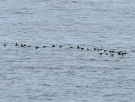 Common Scoter_Girdle Ness_230621a.jpg