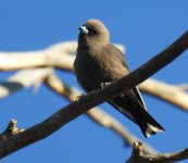 BF Dusky Woodswallow thread.jpg