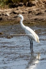 great egret.jpg