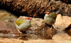 BF Red-browed Finch thread.jpg