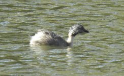 BF Hoary-headed Grebe thread.jpg