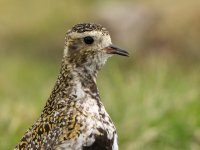 European Golden Plover3 07-06-21.jpg