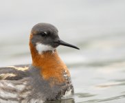 Red-necked Phalarope 08-06-21.jpg