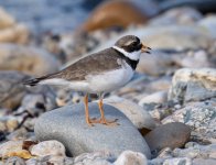 Ringed Plover 07-06-21.jpg