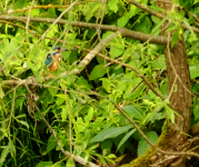 Kingfisher Solztal.png