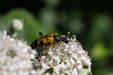 GDA_9916 - Rutpela maculata.jpg