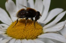 GDA_0515 - Eristalis intricarius (Furry Dronefly).jpg